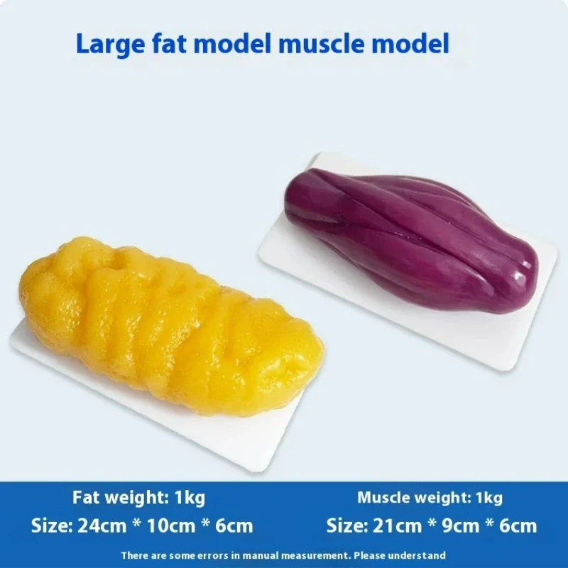 Human Muscle and Fat Replicas  - Nutrition For Health Fitness & Sport Melvin Williams incelemesi ve fiyatı